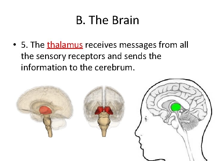 B. The Brain • 5. The thalamus receives messages from all the sensory receptors