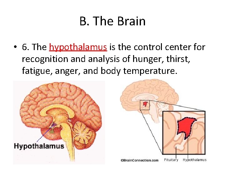 B. The Brain • 6. The hypothalamus is the control center for recognition and