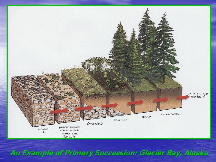 An Example of Primary Succession: Glacier Bay, Alaska 