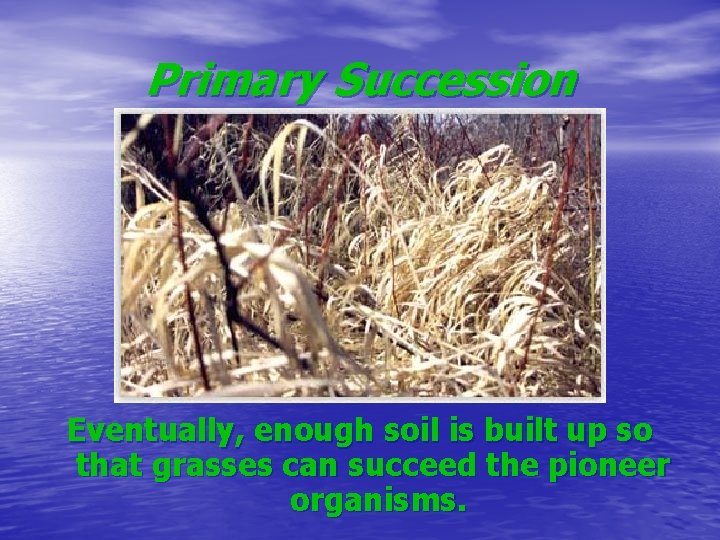 Primary Succession Eventually, enough soil is built up so that grasses can succeed the