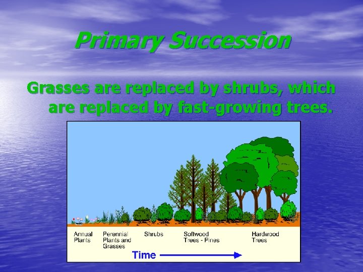 Primary Succession Grasses are replaced by shrubs, which are replaced by fast-growing trees. 