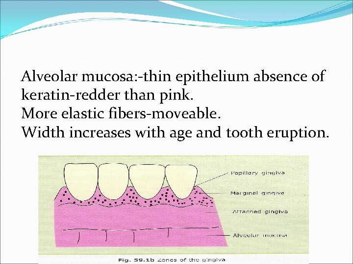 Alveolar mucosa: -thin epithelium absence of keratin-redder than pink. More elastic fibers-moveable. Width increases