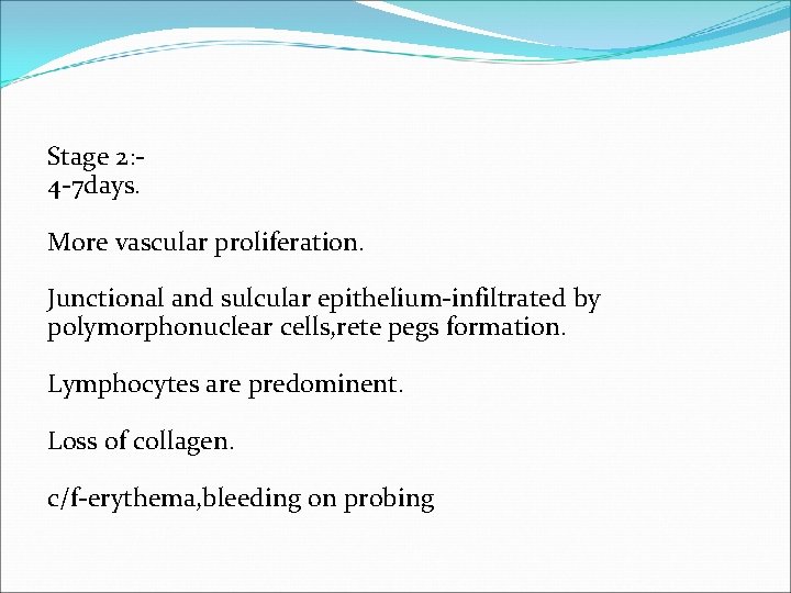 Stage 2: 4 -7 days. More vascular proliferation. Junctional and sulcular epithelium-infiltrated by polymorphonuclear