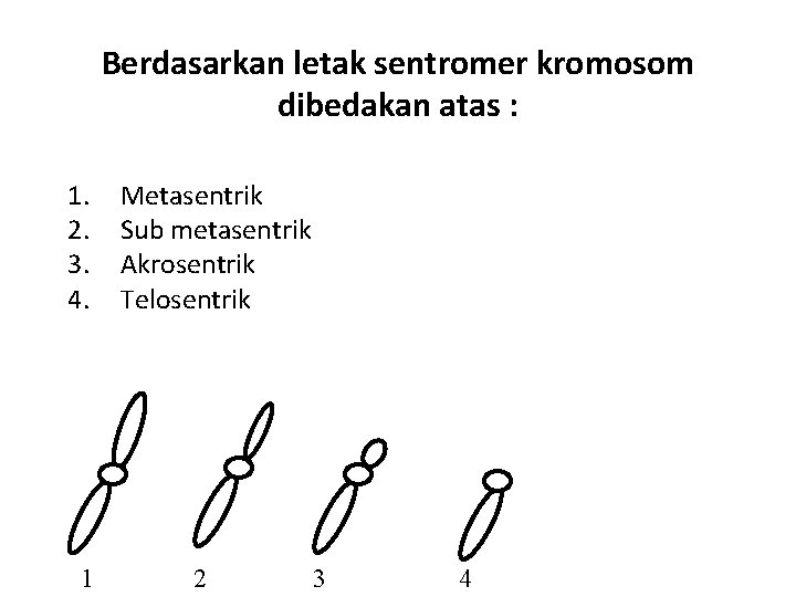 Berdasarkan letak sentromer kromosom dibedakan atas : 1. 2. 3. 4. 1 Metasentrik Sub