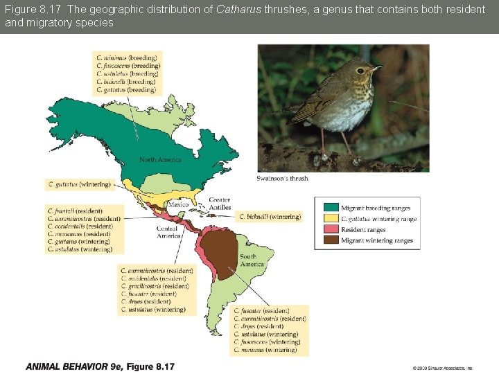 Figure 8. 17 The geographic distribution of Catharus thrushes, a genus that contains both