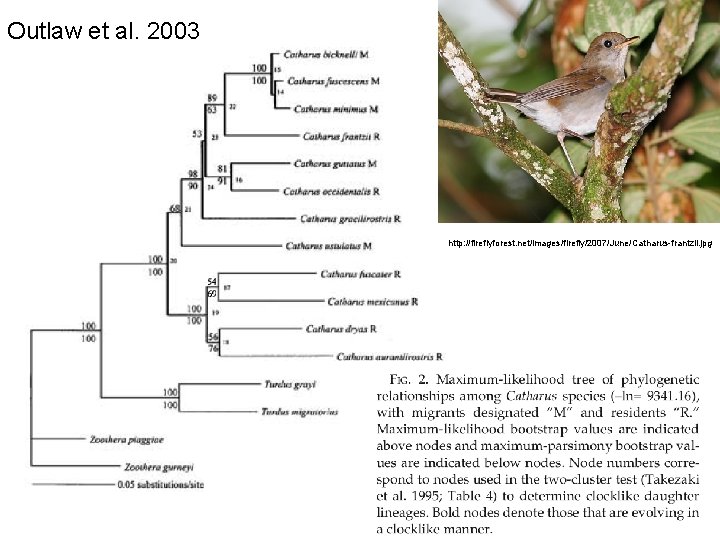 Outlaw et al. 2003 http: //fireflyforest. net/images/firefly/2007/June/Catharus-frantzii. jpg 