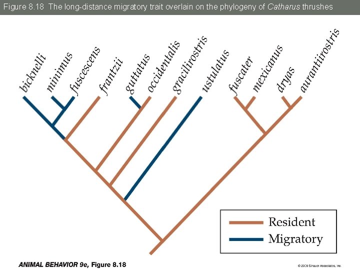 Figure 8. 18 The long-distance migratory trait overlain on the phylogeny of Catharus thrushes