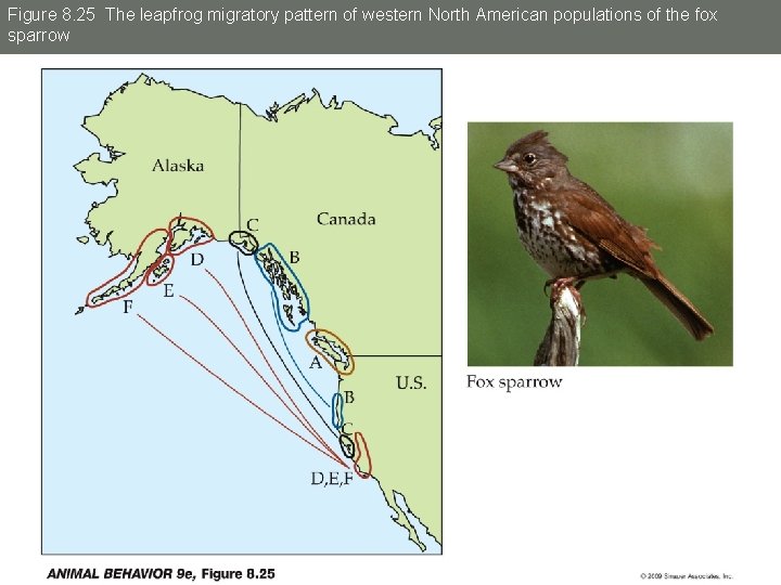 Figure 8. 25 The leapfrog migratory pattern of western North American populations of the
