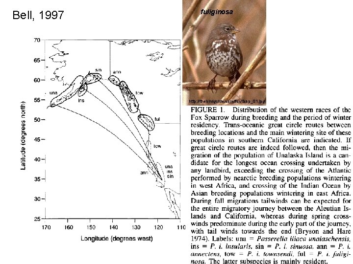 Bell, 1997 fuliginosa http: //thebirdguide. com/fox/fosp_01. jpg 