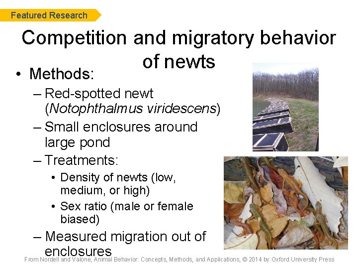 Featured Research Competition and migratory behavior of newts • Methods: – Red-spotted newt (Notophthalmus