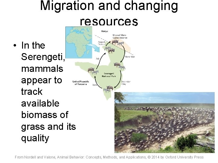 Migration and changing resources • In the Serengeti, mammals appear to track available biomass