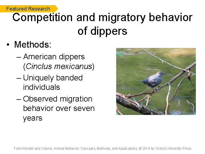 Featured Research Competition and migratory behavior of dippers • Methods: – American dippers (Cinclus