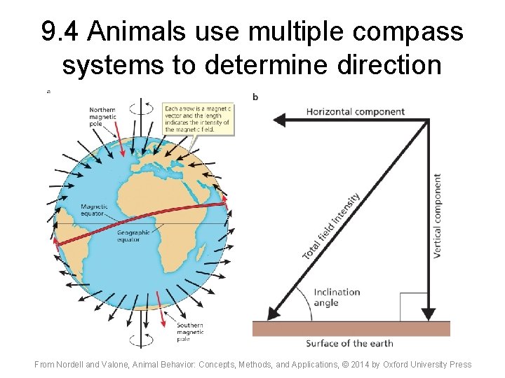 9. 4 Animals use multiple compass systems to determine direction From Nordell and Valone,