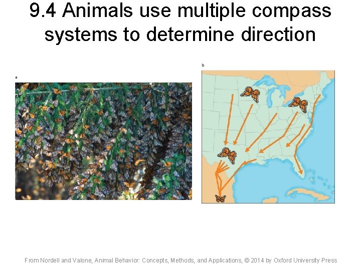9. 4 Animals use multiple compass systems to determine direction From Nordell and Valone,