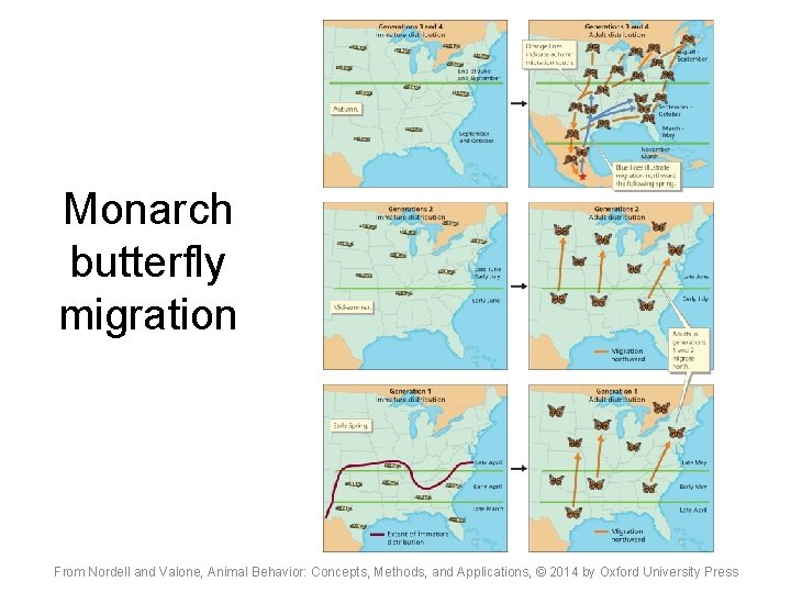 Monarch butterfly migration From Nordell and Valone, Animal Behavior: Concepts, Methods, and Applications, ©