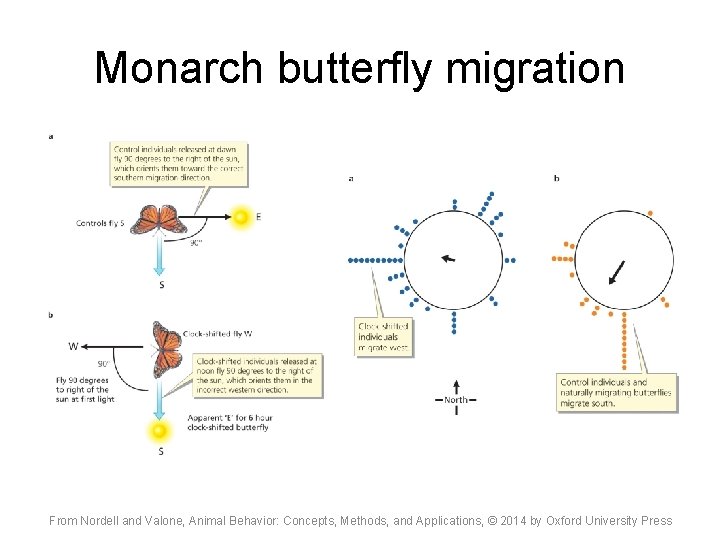 Monarch butterfly migration From Nordell and Valone, Animal Behavior: Concepts, Methods, and Applications, ©