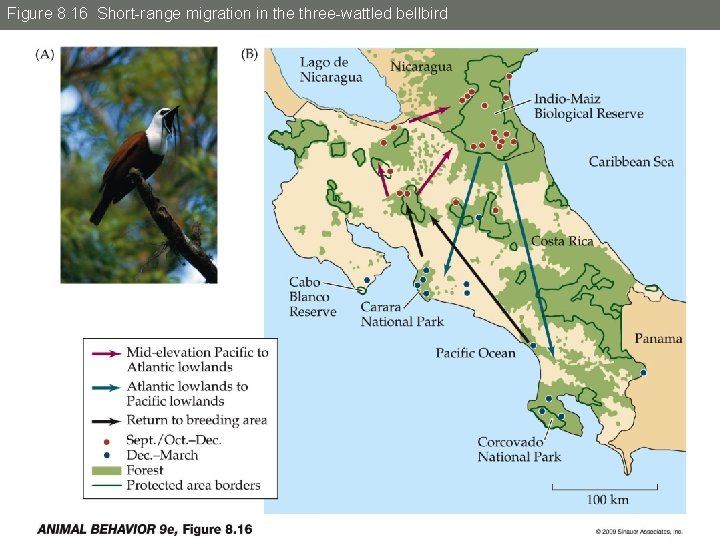 Figure 8. 16 Short-range migration in the three-wattled bellbird 