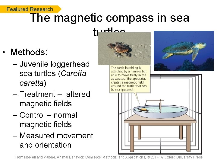 Featured Research The magnetic compass in sea turtles • Methods: – Juvenile loggerhead sea