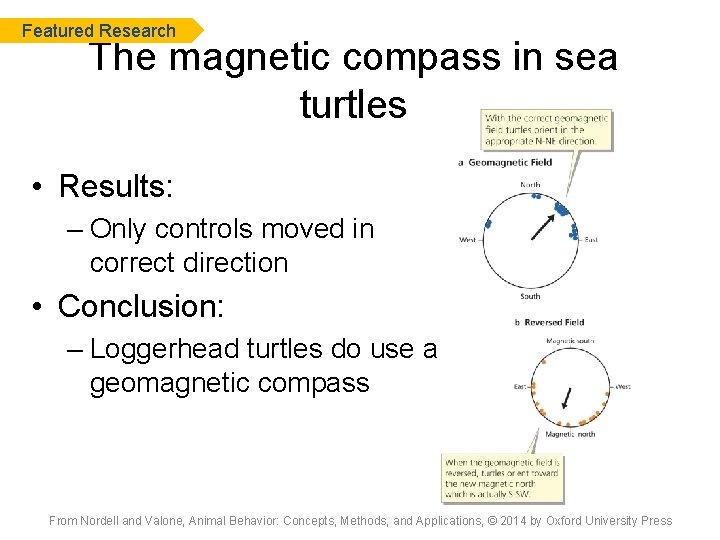 Featured Research The magnetic compass in sea turtles • Results: – Only controls moved