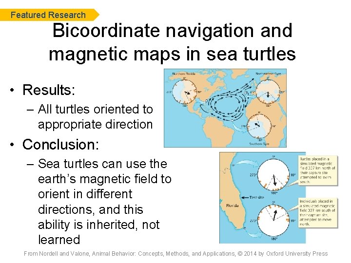 Featured Research Bicoordinate navigation and magnetic maps in sea turtles • Results: – All