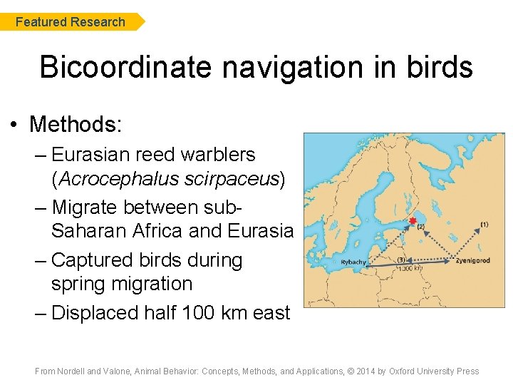 Featured Research Bicoordinate navigation in birds • Methods: – Eurasian reed warblers (Acrocephalus scirpaceus)