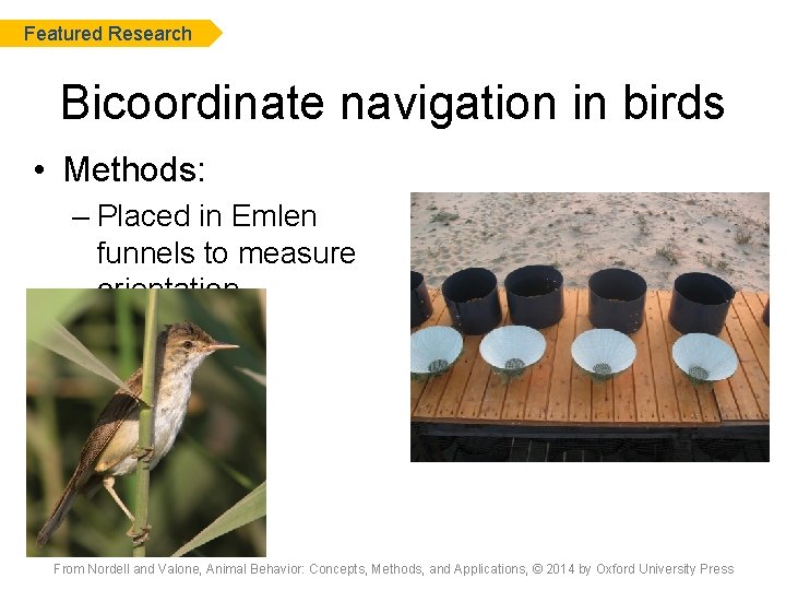 Featured Research Bicoordinate navigation in birds • Methods: – Placed in Emlen funnels to