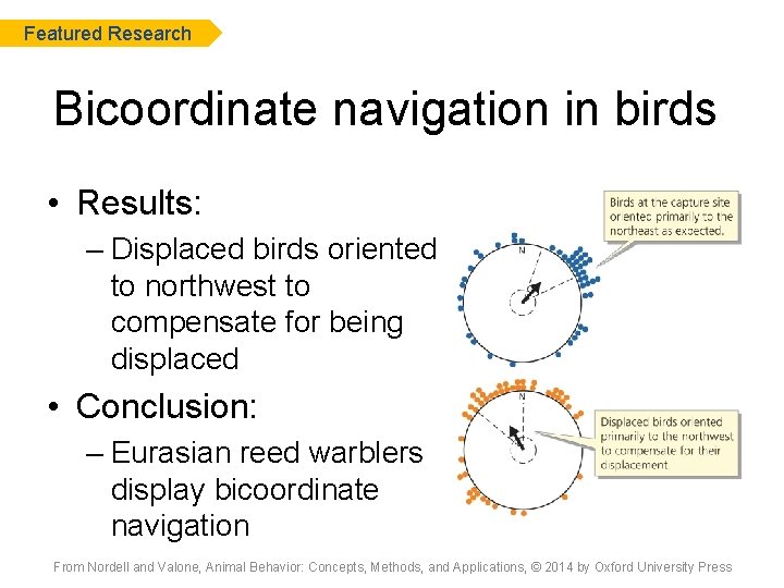 Featured Research Bicoordinate navigation in birds • Results: – Displaced birds oriented to northwest