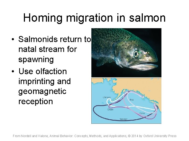Homing migration in salmon • Salmonids return to natal stream for spawning • Use