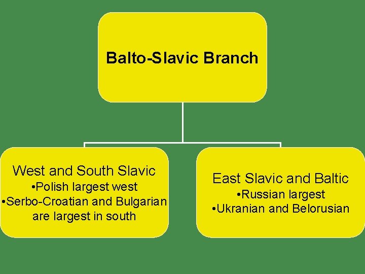 Balto-Slavic Branch West and South Slavic • Polish largest west • Serbo-Croatian and Bulgarian