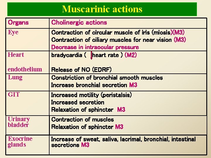 Muscarinic actions Organs Cholinergic actions Eye Contraction of circular muscle of iris (miosis)(M 3)