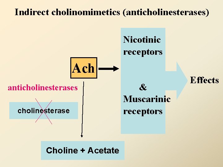 Indirect cholinomimetics (anticholinesterases) Nicotinic receptors Ach anticholinesterases cholinesterase Choline + Acetate & Muscarinic receptors