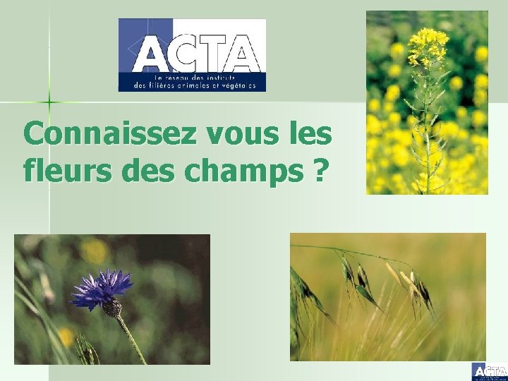 Connaissez vous les fleurs des champs ? 