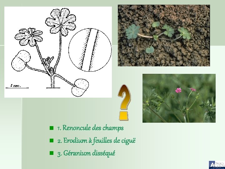 n n n 1. Renoncule des champs 2. Erodium à feuilles de ciguë 3.