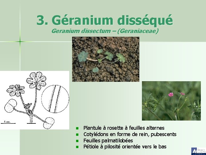 3. Géranium disséqué Geranium dissectum – (Geraniaceae) n n Plantule à rosette à feuilles