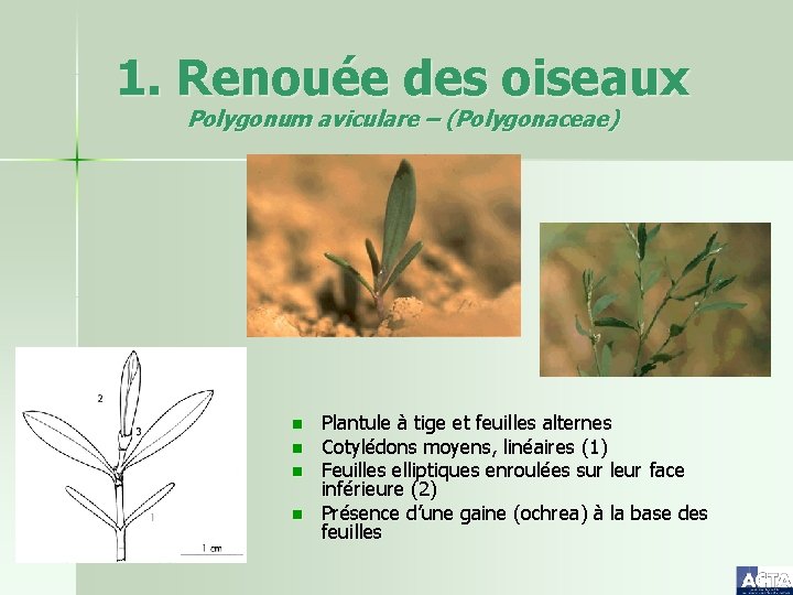 1. Renouée des oiseaux Polygonum aviculare – (Polygonaceae) n n Plantule à tige et