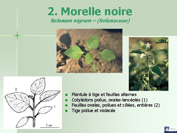 2. Morelle noire Solanum nigrum – (Solanaceae) n n Plantule à tige et feuilles