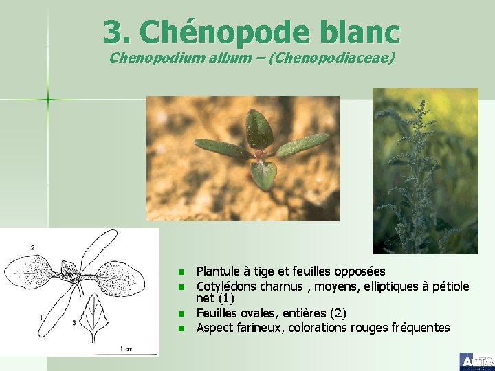 3. Chénopode blanc Chenopodium album – (Chenopodiaceae) n n Plantule à tige et feuilles