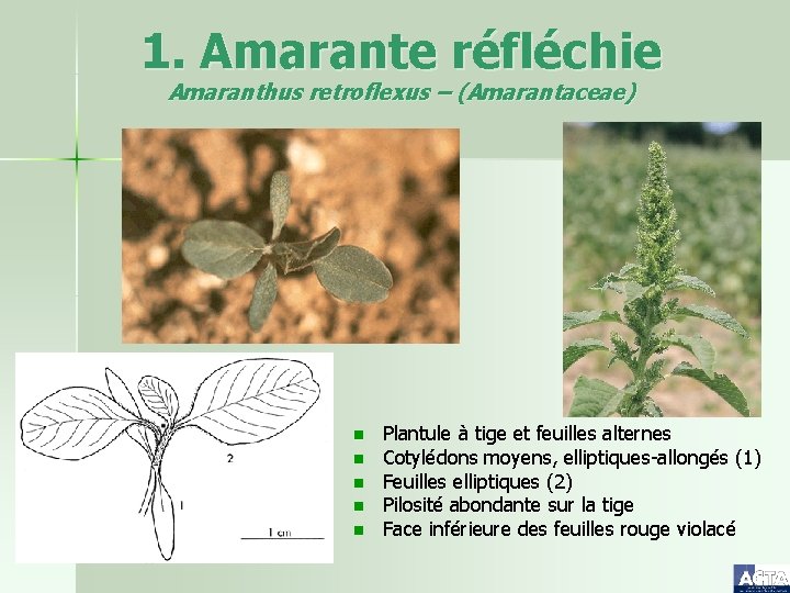 1. Amarante réfléchie Amaranthus retroflexus – (Amarantaceae) n n n Plantule à tige et