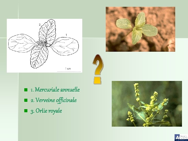 n n n 1. Mercuriale annuelle 2. Verveine officinale 3. Ortie royale 