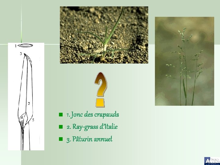 n n n 1. Jonc des crapauds 2. Ray-grass d’Italie 3. Pâturin annuel 