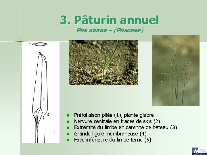 3. Pâturin annuel Poa annua – (Poaceae) n n n Préfoliaison pliée (1), plante