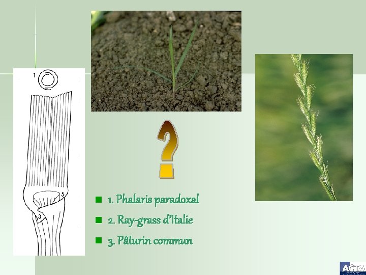 n n n 1. Phalaris paradoxal 2. Ray-grass d’Italie 3. Pâturin commun 