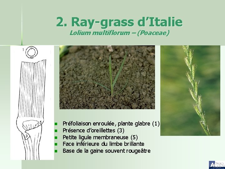 2. Ray-grass d’Italie Lolium multiflorum – (Poaceae) n n n Préfoliaison enroulée, plante glabre