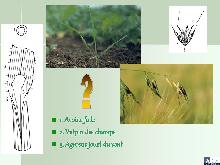 n n n 1. Avoine folle 2. Vulpin des champs 3. Agrostis jouet du