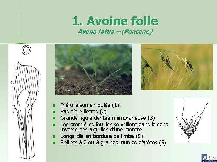 1. Avoine folle Avena fatua – (Poaceae) n n n Préfoliaison enroulée (1) Pas