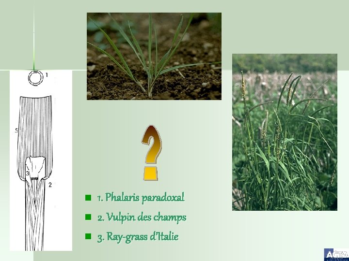 n n n 1. Phalaris paradoxal 2. Vulpin des champs 3. Ray-grass d’Italie 