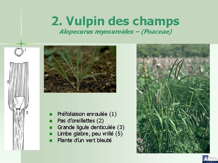 2. Vulpin des champs Alopecurus myosuroides – (Poaceae) n n n Préfoliaison enroulée (1)