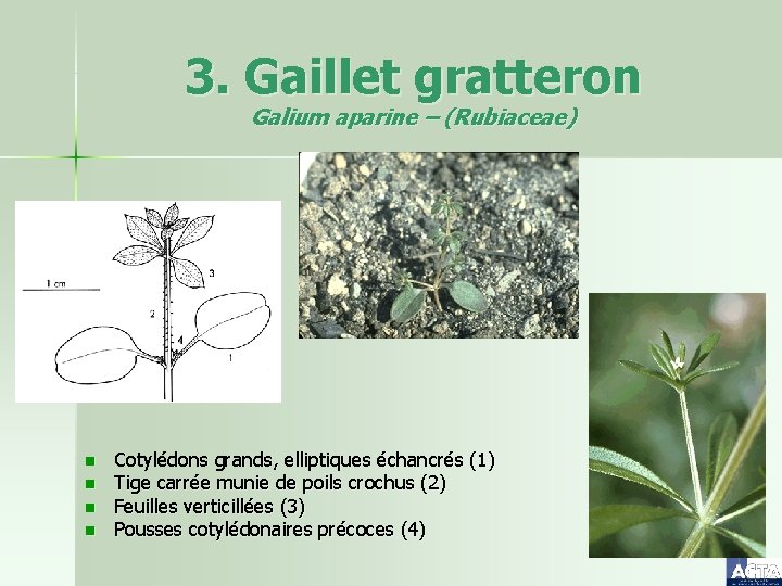 3. Gaillet gratteron Galium aparine – (Rubiaceae) n n Cotylédons grands, elliptiques échancrés (1)