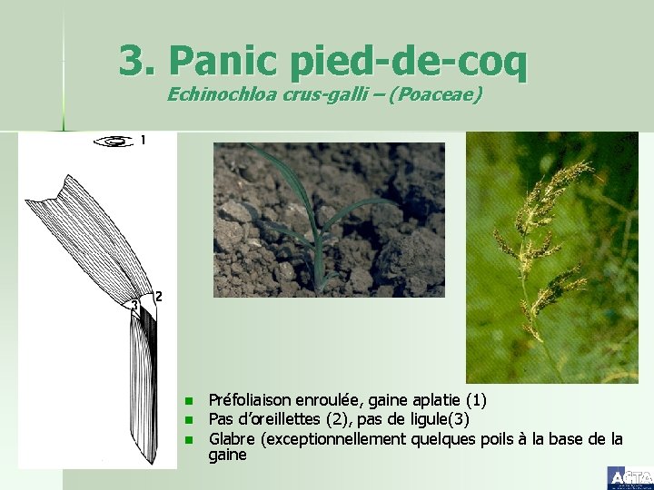 3. Panic pied-de-coq Echinochloa crus-galli – (Poaceae) n n n Préfoliaison enroulée, gaine aplatie