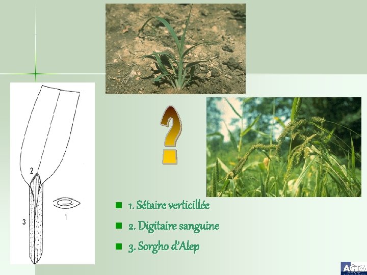 n n n 1. Sétaire verticillée 2. Digitaire sanguine 3. Sorgho d’Alep 